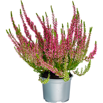 Ljung Calluna röd 10,5 cm.