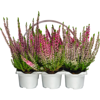Ljung Calluna Beauty Ladies 6-pack.