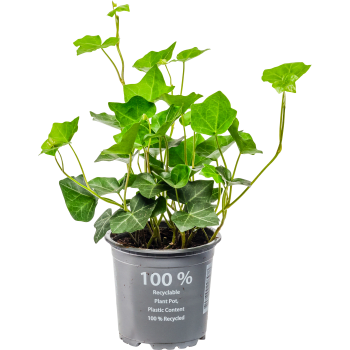 Murgröna Utomhus 11cm kruka 15cm långa rankor.