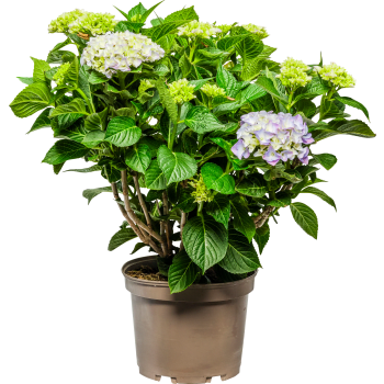 Trädgårdshortensia 21cm.