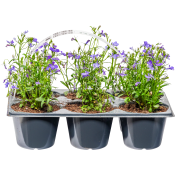 Sommarplant 6-p varierande sorter.