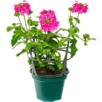 Hängverbena 12cm kruka Höjd 25cm varierande färger.