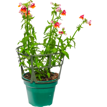 Nemesia tvåfärgade 12cm kruka varierande färger.