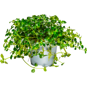 Pilea 12cm.