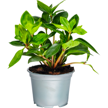 Peperomia 12cm.