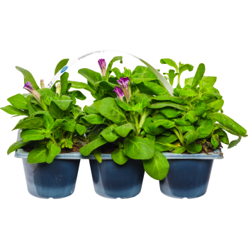 Petunia storblommig 6-p varierande färger.
