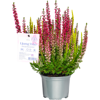 Ljung Calluna Trio Rosa Bandet 11 cm.