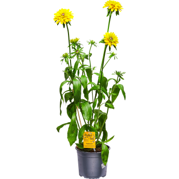 Rudbeckia 17cm ICA Älskas av bin.