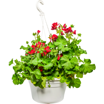 Ampel pelargon 27 cm.