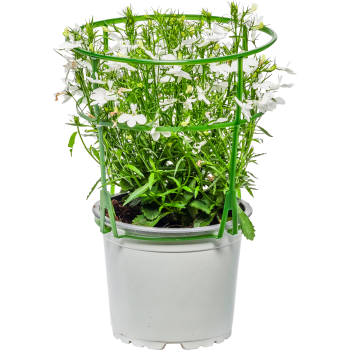 Lobelia vit 12cm.