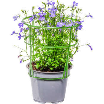 Lobelia blå 12cm.