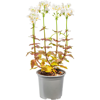 Nemesia 10,5 cm.