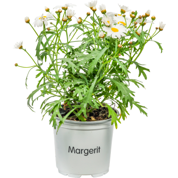 Margerit i kruka 1st vita.