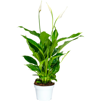Fredskalla storbladig 13cm kruka Höjd 50cm vit.