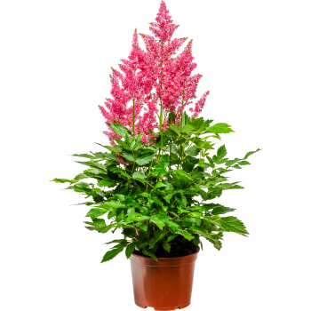 Astilbe 15 cm.
