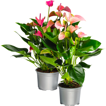 Anthurium 13cm kruka Höjd 40cm varierande färger.