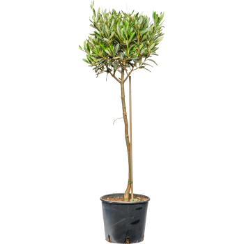 Olivträd på stam 21cm kruka Höjd 100cm.