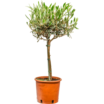 Olivträd på stam 17cm kruka Höjd 60cm.