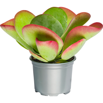 Kalanchoe Thyrsiflora.