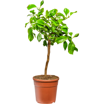 Citronträd 19cm.