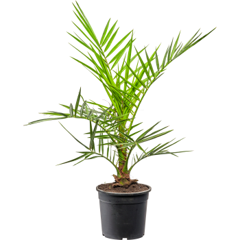 Kanariepalm 17cm.