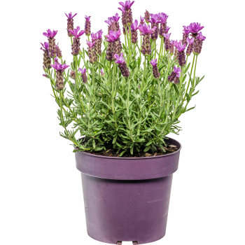 Skärmlavendel 19cm.
