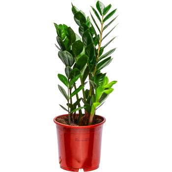 Garderobsblomma 13cm kruka Höjd 40cm.
