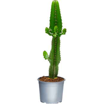 High Chaparall 17cm kruka Höjd 55cm.