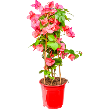 Trillingblomma 17cm.