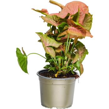 Pilspetsranka 14cm kruka Höjd 25cm rosa blad.