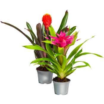 Bromelia 12cm kruka Höjd 45cm varierande färger.