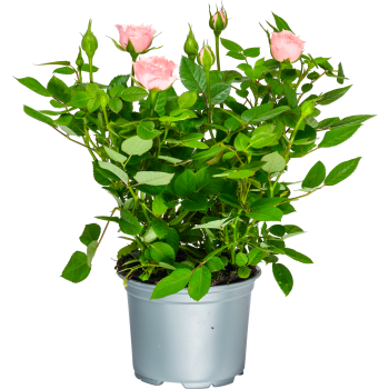 Ros småblommig 10,5cm varierande färger.