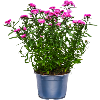 Aster Dubbelblommande stor 15cm kruka.
