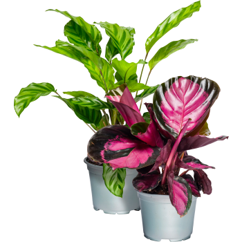 Kalatea 12cm kruka Höjd 25cm.