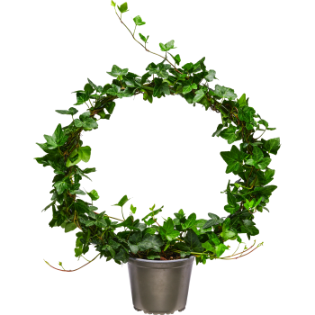 Murgröna på båge 14cm kruka Höjd 50cm.