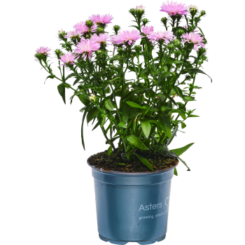 Aster dubbelblommande 11cm kruka Höjd 28cm Rosa.