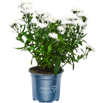Aster dubbelblommande 11cm kruka Höjd 28cm Vit.