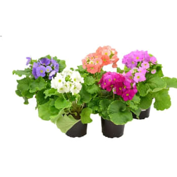Fönsterviva 12 cm kruka höjd 28 cm varierande färger.
