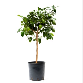 Citronträd 28 cm.