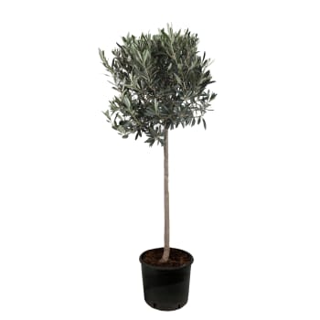Olivträd 28 cm.