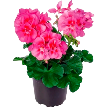 Pelargon zonale rosa 12cm.