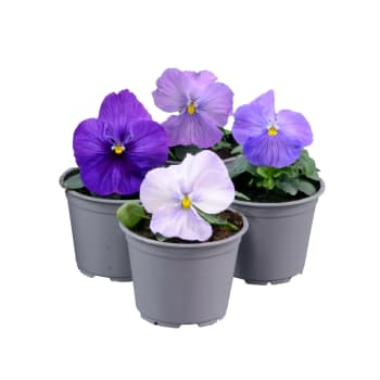 Pense Lavendel 10,5cm.