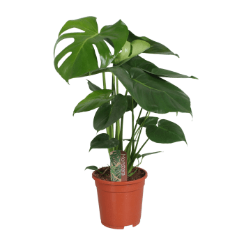 Monstera 17 cm.
