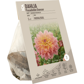 Dahlia Pasadoble Dancer.