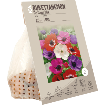 Anemon De Caen mixade färger ICA Garden.