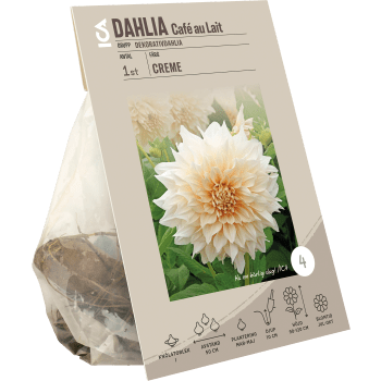 Dahlia Cafe Au Lait Creme 1p.