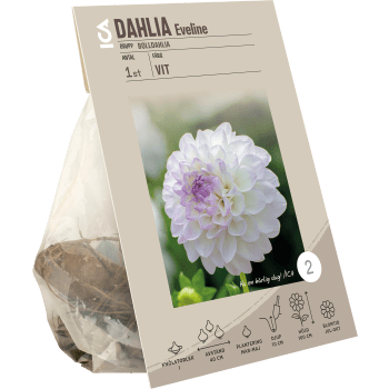 Dahlia ball Eveline vit/rosa.