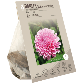 Dahlia pompon Stolze von Berlin ros.