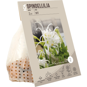 Spindel lilja vit.