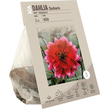 Dahlia park Darkarin Röd.